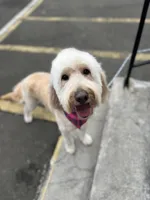 Cammy - F1, a female Goldendoodle for sale in West Haven, CT – Photo 6 of 10