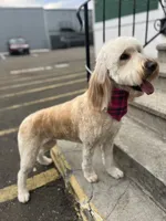 Cammy - F1, a female Goldendoodle for sale in West Haven, CT – Photo 8 of 10