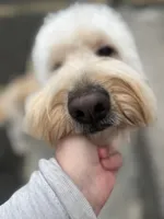 Cammy - F1, a female Goldendoodle for sale in West Haven, CT – Photo 7 of 10