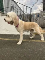 Cammy - F1, a female Goldendoodle for sale in West Haven, CT – Photo 3 of 10