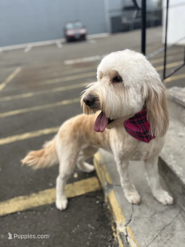 Cammy - F1 – Goldendoodle puppy for sale in West Haven, CT