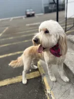 Cammy - F1, a female Goldendoodle for sale in West Haven, CT – Photo 1 of 10