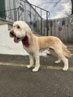 Cammy - F1, a female Goldendoodle for sale in West Haven, CT – Photo 10 of 10