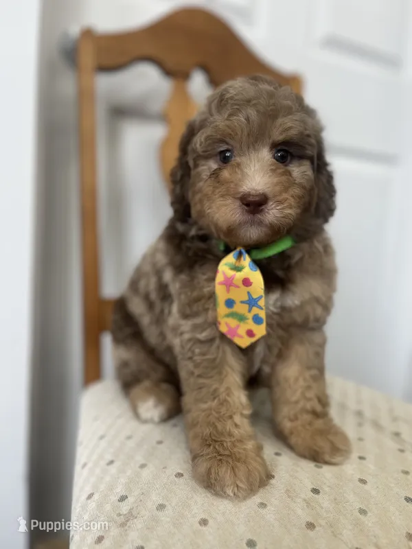 Red – Miniature Goldendoodle puppy for sale in West Haven, CT