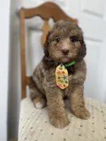 Red, a male Miniature Goldendoodle for sale in West Haven, CT – 1 of 10