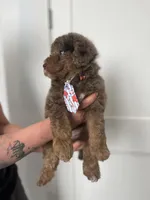 John - large mini, a male Miniature Goldendoodle for sale in West Haven, CT – 3 of 10