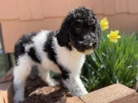 Teal - F1bb Tri SM STND, a female Goldendoodle for sale in West Haven, CT – Photo 9 of 10