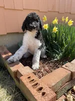 Teal - F1bb Tri SM STND, a female Goldendoodle for sale in West Haven, CT – Photo 10 of 10