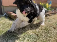 Teal - F1bb Tri SM STND, a female Goldendoodle for sale in West Haven, CT – Photo 8 of 10