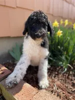 Teal - F1bb Tri SM STND, a female Goldendoodle for sale in West Haven, CT – Photo 4 of 10