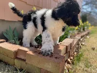 Teal - F1bb Tri SM STND, a female Goldendoodle for sale in West Haven, CT – Photo 3 of 10