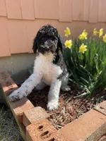Teal - F1bb Tri SM STND, a female Goldendoodle for sale in West Haven, CT – Photo 7 of 10