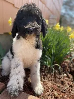 Teal - F1bb Tri SM STND, a female Goldendoodle for sale in West Haven, CT – Photo 1 of 10