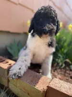 Teal - F1bb Tri SM STND, a female Goldendoodle for sale in West Haven, CT – Photo 2 of 10