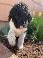 Teal - F1bb Tri SM STND, a female Goldendoodle for sale in West Haven, CT – Photo 6 of 10