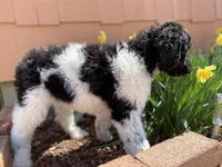Teal - F1bb Tri SM STND, a female Goldendoodle for sale in West Haven, CT – Photo 5 of 10
