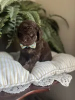 Byron, a male Miniature Goldendoodle for sale in West Haven, CT – 8 of 10