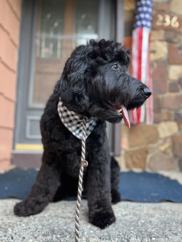 Valentino – Goldendoodle puppy for sale in West Haven, CT