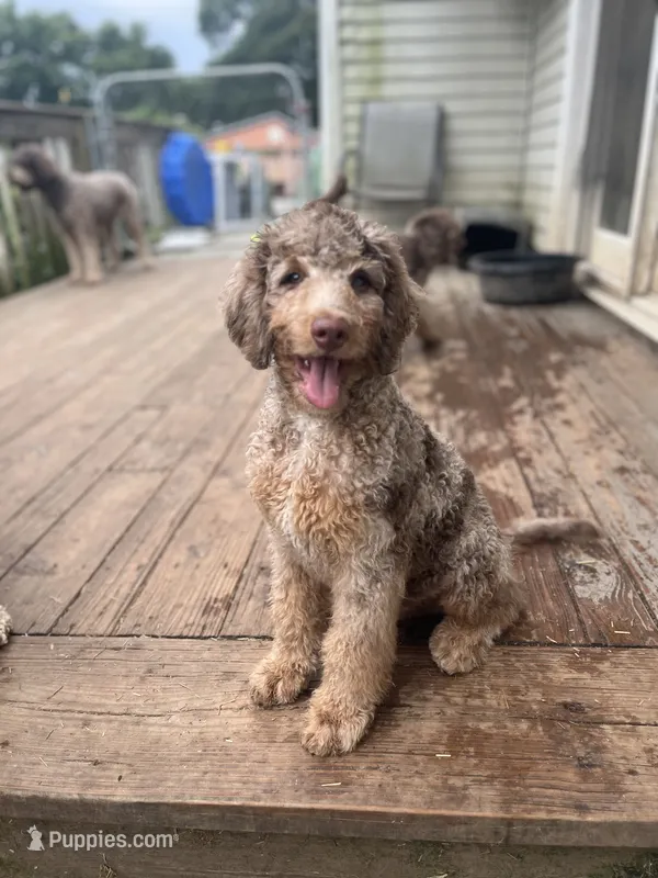 Alexander – Miniature Goldendoodle puppy for sale in West Haven, CT
