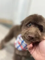Byron, a male Miniature Goldendoodle for sale in West Haven, CT – 1 of 10