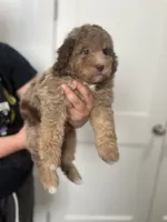 Red, a male Miniature Goldendoodle for sale in West Haven, CT – 9 of 10