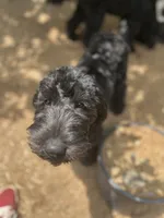 Scarlet, a female Goldendoodle for sale in West Haven, CT – 10 of 10