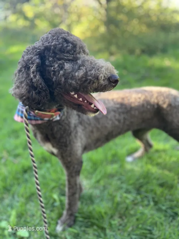 Egret – Goldendoodle puppy for sale in West Haven, CT