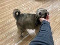 Myth - F1bb Small STND, a female Goldendoodle for sale in West Haven, CT – Photo 2 of 10