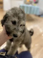 Myth - F1bb Small STND, a female Goldendoodle for sale in West Haven, CT – Photo 4 of 10