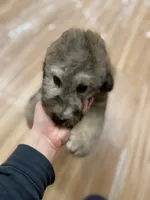 Myth - F1bb Small STND, a female Goldendoodle for sale in West Haven, CT – Photo 6 of 10