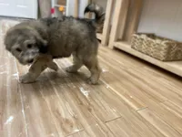 Myth - F1bb Small STND, a female Goldendoodle for sale in West Haven, CT – Photo 5 of 10