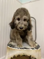 Myth - F1bb Small STND, a female Goldendoodle for sale in West Haven, CT – Photo 8 of 10