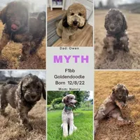 Myth - F1bb Small STND, a female Goldendoodle for sale in West Haven, CT – Photo 10 of 10