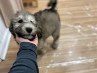 Myth - F1bb Small STND, a female Goldendoodle for sale in West Haven, CT – Photo 9 of 10
