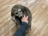 Myth - F1bb Small STND, a female Goldendoodle for sale in West Haven, CT – Photo 3 of 10