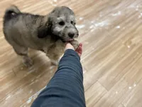 Myth - F1bb Small STND, a female Goldendoodle for sale in West Haven, CT – Photo 7 of 10