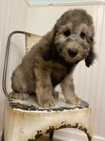 Myth - F1bb Small STND, a female Goldendoodle for sale in West Haven, CT – Photo 1 of 10