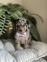 Brawly, a male Miniature Goldendoodle for sale in West Haven, CT – 8 of 10