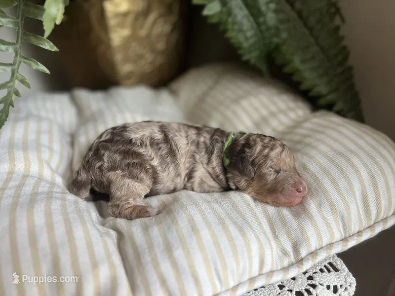 Red - large mini – Miniature Goldendoodle puppy for sale in West Haven, CT