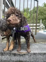 Byron, a male Miniature Goldendoodle for sale in West Haven, CT – 3 of 10