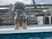 Falkner, a male Miniature Goldendoodle for sale in West Haven, CT – 5 of 8
