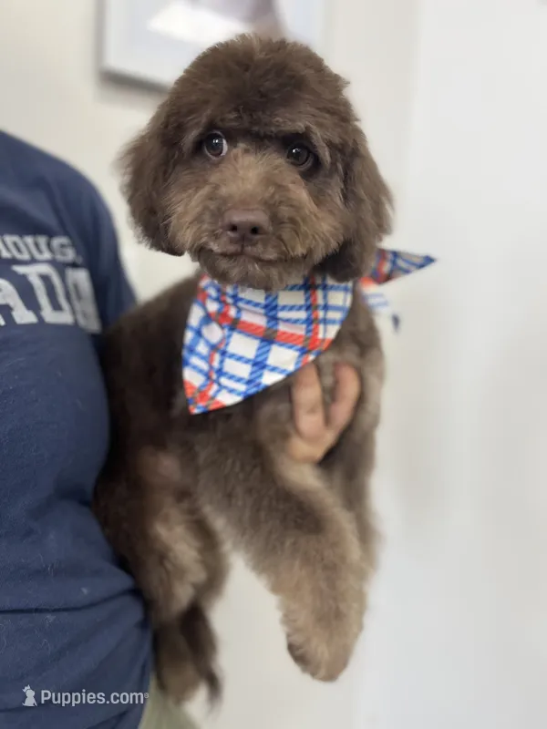 Byron – Miniature Goldendoodle puppy for sale in West Haven, CT