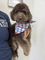 Byron, a male Miniature Goldendoodle for sale in West Haven, CT – 7 of 10