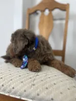 Thomas - large mini, a male Miniature Goldendoodle for sale in West Haven, CT – 9 of 10