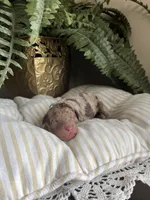 Alexander - large mini, a male Miniature Goldendoodle for sale in West Haven, CT – 3 of 5