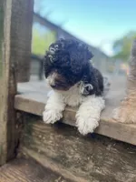 Bear, a male Miniature Goldendoodle for sale in West Haven, CT – 3 of 10