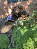 Egret, a female Goldendoodle for sale in West Haven, CT – 7 of 10