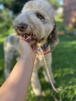 Lorikeet, a female Goldendoodle for sale in West Haven, CT – 4 of 10