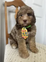 Red, a male Miniature Goldendoodle for sale in West Haven, CT – 8 of 10