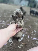 Lorikeet - Stnd Multigen, a female Goldendoodle for sale in West Haven, CT – Photo 3 of 10